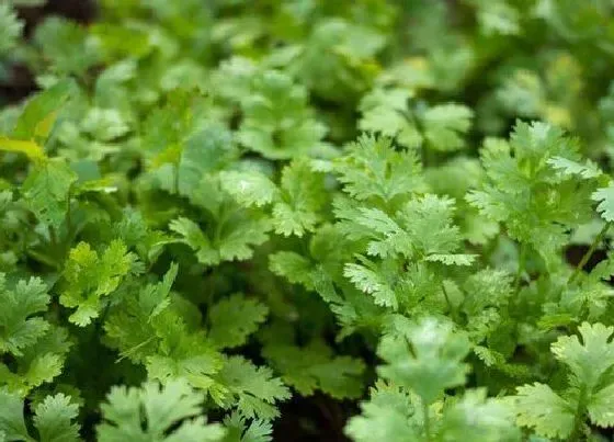 种植方法|香菜的种植方法和时间 快速出芽种植过程