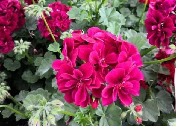 花卉风水|阳台上种什么花风水好