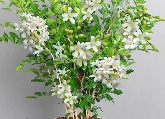 花期|七里香花期是什么时候