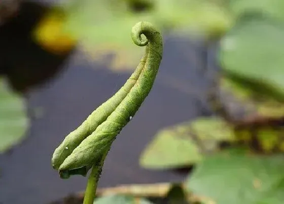 植物播种|发芽种子怎么种植