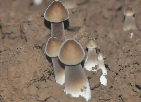 植物百科|鸡纵菌生长在什么地方