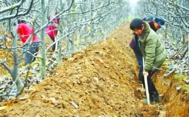 种植管理|果树冬季为什么进行清扫果园，果树摘果后怎么清园管理）