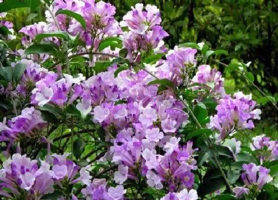 冬天植物|蒜香藤耐寒多少度 蒜香藤冬季可以户外过冬吗