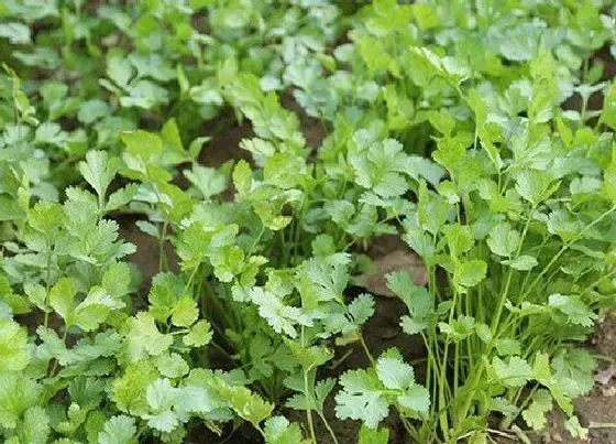 种植管理|11月份种香菜晚不晚，现在种植香菜生长期多少天）