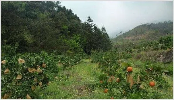 柑橘果园的土壤管理模式及其特点 | 农业技术