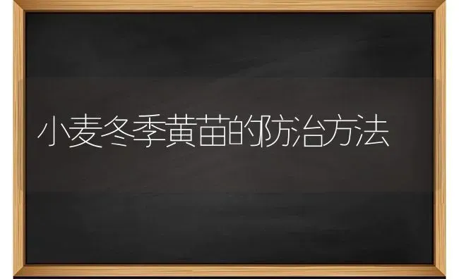 小麦冬季黄苗的防治方法 | 粮油作物种植
