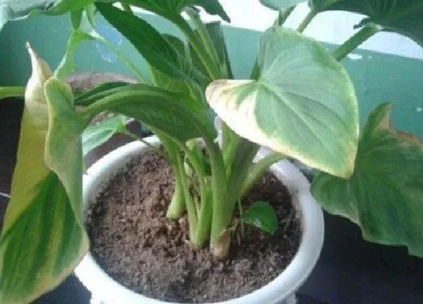 植物浇水|马蹄莲怎么浇水 一般多长时间浇水好