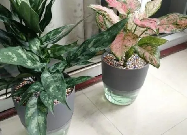 养殖科普|自吸水盆适合养什么花