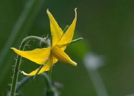 植物百科|番茄花是两性花吗