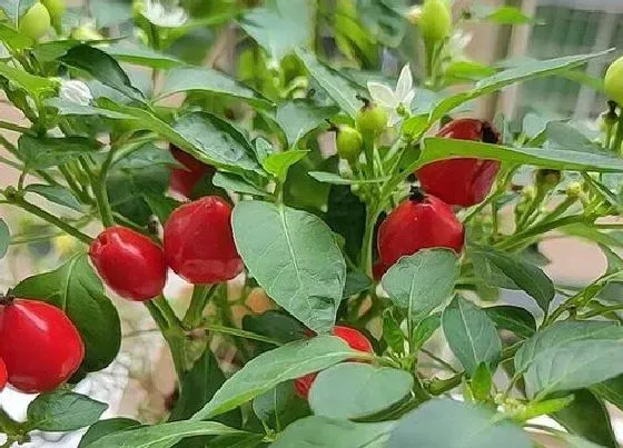 种植方法|七彩椒怎么种植 种植方法与时间