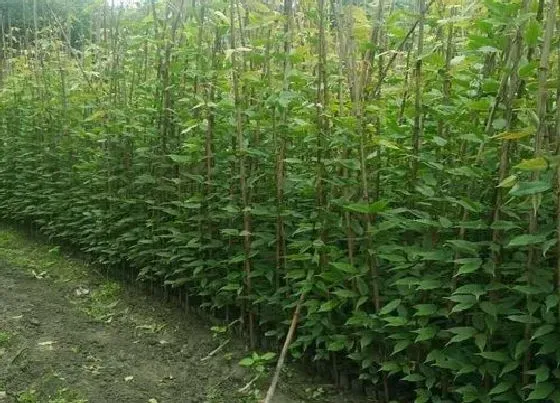 植物百科|笙油麻是什么植物 属于什么科植物