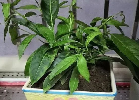 植物毒性|夜来香的香味对人体有害吗