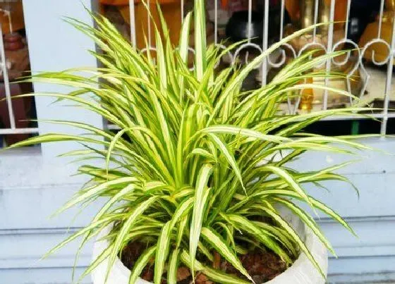 植物排行|水培植物有哪些