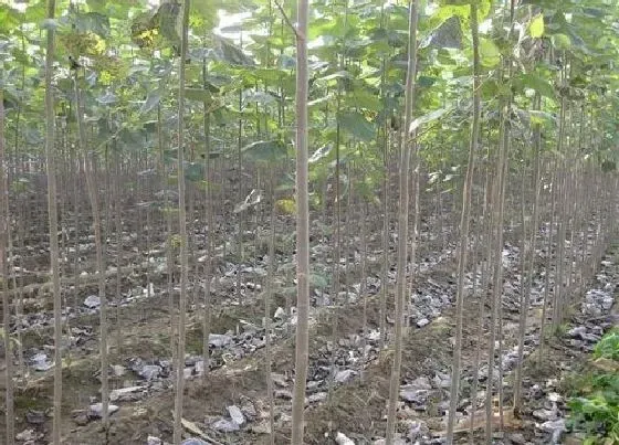 种植方法|杨树怎么种植 种植方法与管理要点