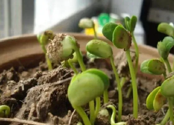 植物育苗|豆子几天出苗 播种到发芽出苗时间