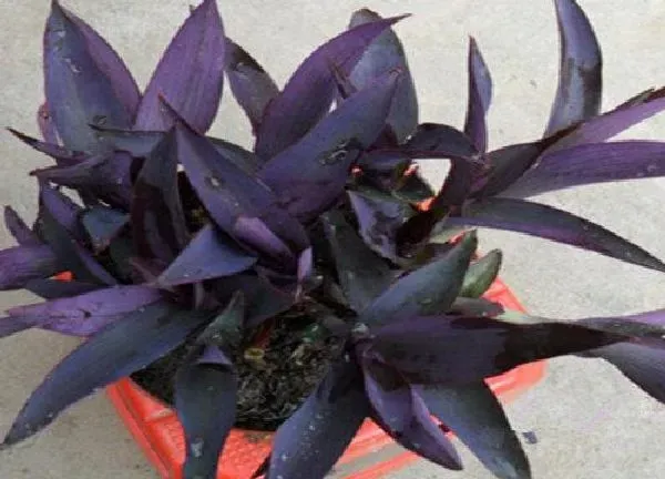 植物浇水|紫竹梅多久浇一次水