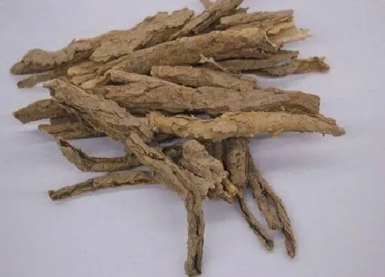 植物百科|地骨皮是什么植物