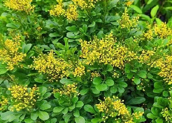 开花时间|米兰四季开花吗