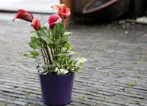 植物浇水|马蹄莲怎么浇水 一般多长时间浇水好