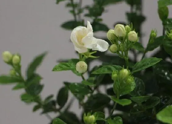 送花|结婚周年送什么花合适 结婚纪念日送什么花好