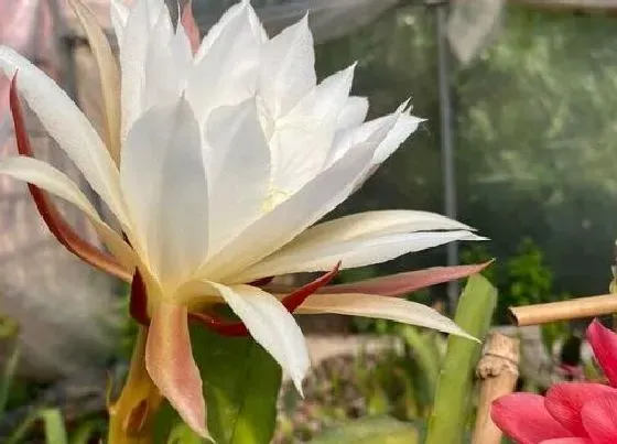 习性特点|昙花的样子和特点描写