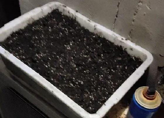 植物文学|韭菜的生长过程记录图片 韭菜种植生长过程