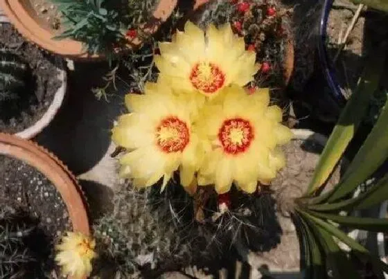 开花时间|龙王球什么时候开花 开花时间是几月