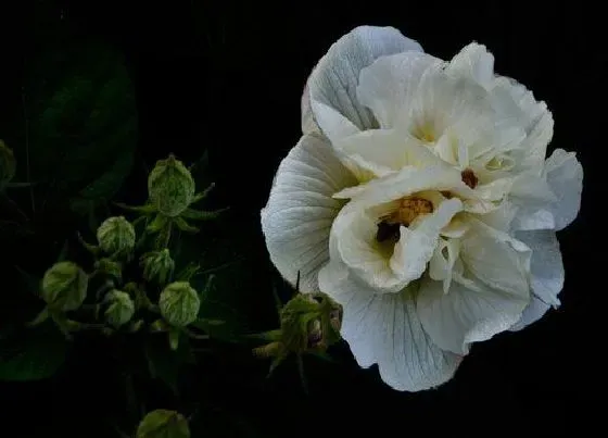 植物百科|芙蓉花有种子吗