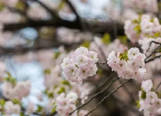 种植管理|樱花树耐涝吗