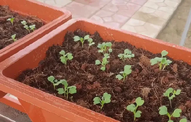 植物施肥|蔬菜晚上施肥好还是早上施肥好，种菜什么时候施肥好）