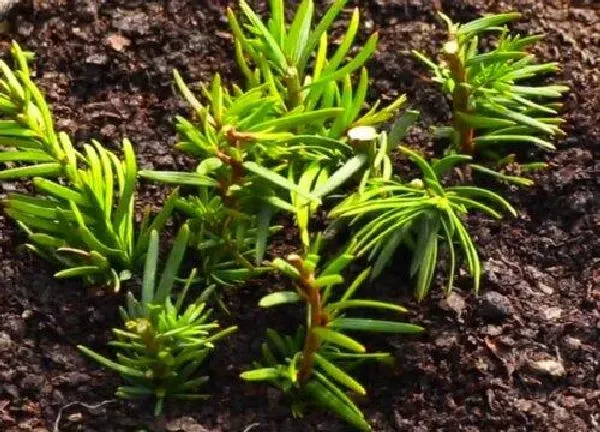 植物换土|红豆杉换土时间和方法