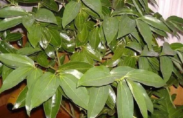 植物浇水|平安树浇水时间和正确方法
