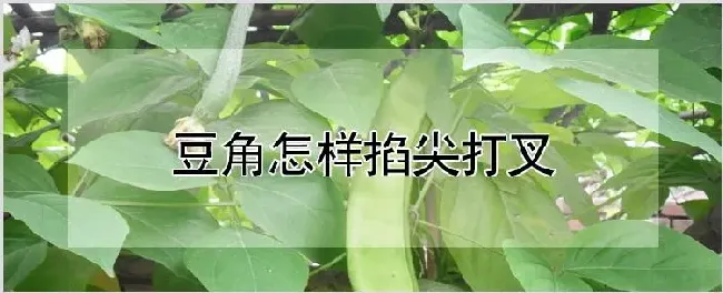 豆角怎样掐尖打叉 | 自然知识