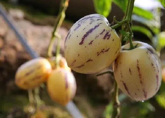 植物百科|人参果是一年一种吗
