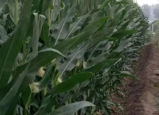 种植管理|种植玉米为什么要覆膜，地膜覆盖栽培玉米能提高产量技术）