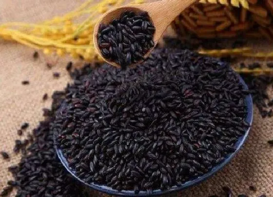 食用常识|黑米含糖量高吗