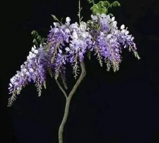 不开花|盆栽紫藤不开花的原因（紫藤树只长叶子不开花怎么养护）