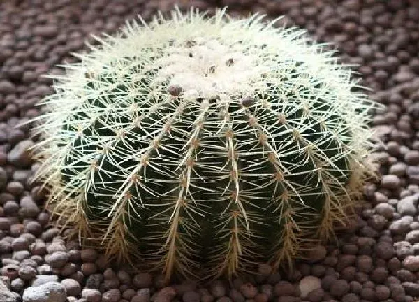 养殖科普|仙人球能晒太阳吗