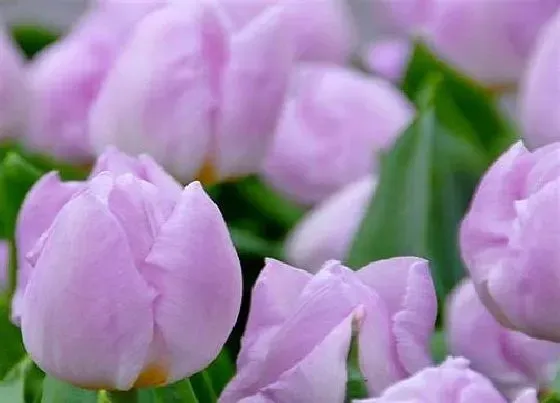 花卉趣闻|郁金香的颜色有哪些（最常见的郁金香开什么颜色的花）