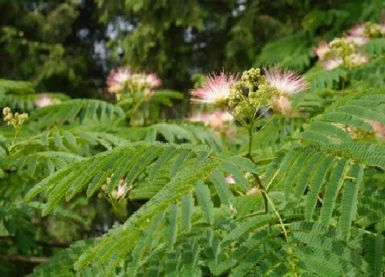 种植管理|合欢树怎么矮化 矮化修剪时间与方法