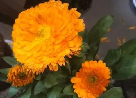 习性特点|金盏花长什么样子（形状特点及图片）