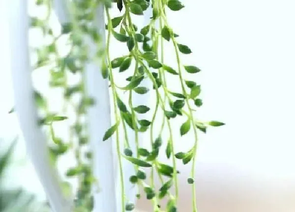 植物浇水|珍珠吊兰多长时间浇一次水