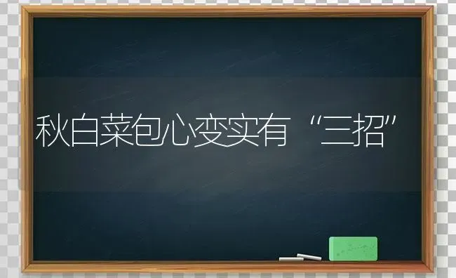 秋白菜包心变实有“三招” | 蔬菜种植