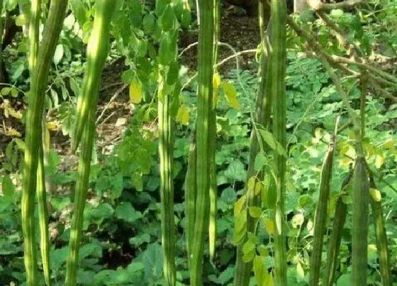 植物百科|辣木是什么植物