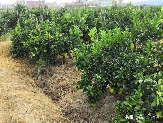 植物施肥|柑橘树什么时候追壮果肥，挂果柑橘施肥最佳时候）