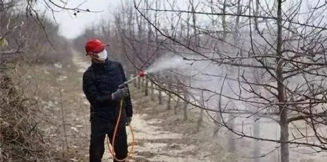 种植管理|果树冬季为什么进行清扫果园，果树摘果后怎么清园管理）