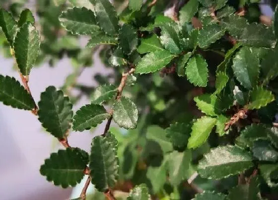 植物寓意|榆树的寓意和象征风水