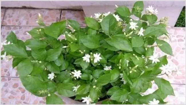 茉莉冬天该怎么养 | 种植资料