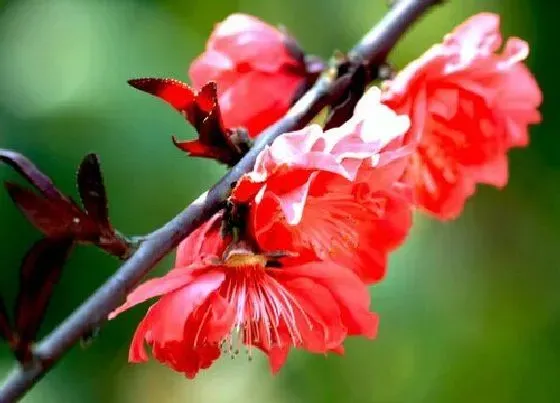 开花时间|干枝梅一年开几次花 花期月份与时间