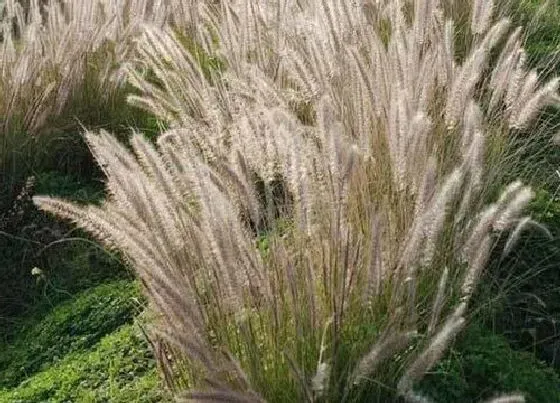 植物排行|草坪植物有哪些